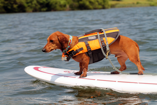 Stand up Paddleboarding with your Dog | Ammo the Dachshund