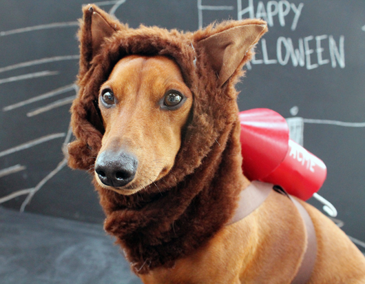 An Acme Halloween | Ammo the Dachshund