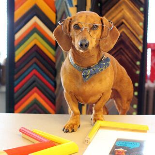 Take Your Dog to Work Day // Custom Framing // Ammo the Dachshund