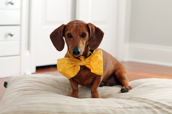 Dressed up Dachshund | Ammo the Dachshund