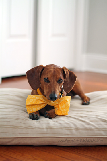 Dressed up Dachshund | Ammo the Dachshund