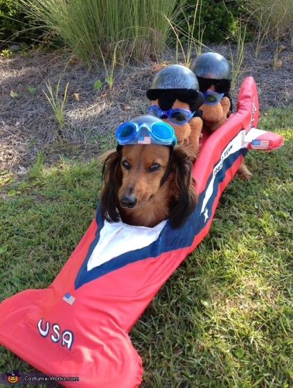 10-homemade-costumes-for-dogs-ammo-the-dachshund