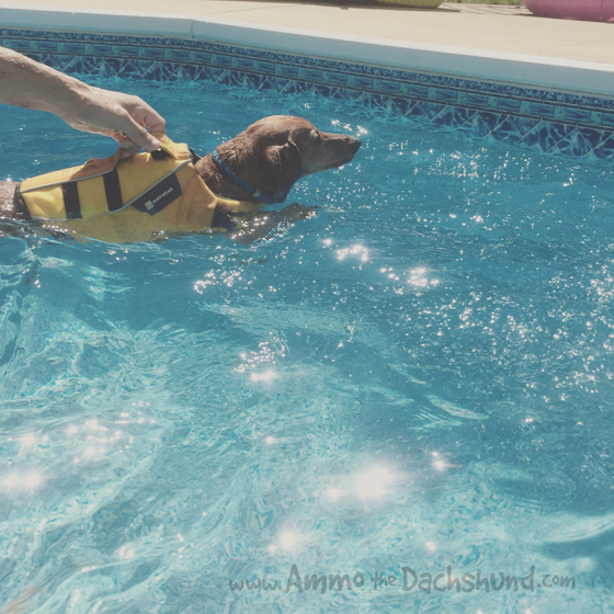 dachshund inflatable pool float