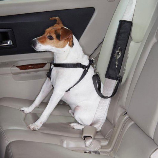 Friday Fetch: Dog Car Seats | Ammo the Dachshund