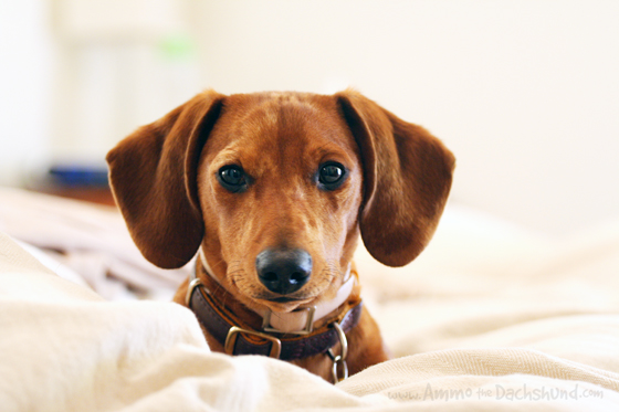 Throwback Thursday: The Head Tilt | Ammo the Dachshund