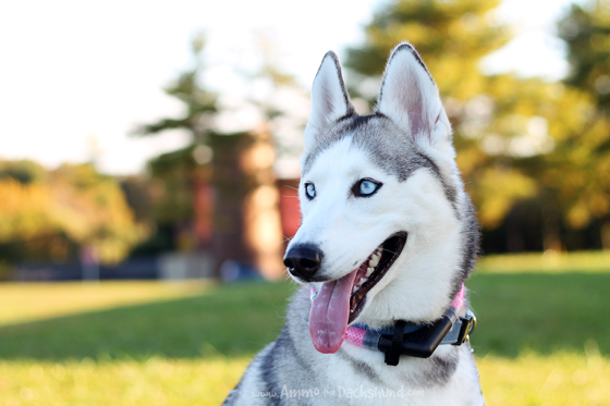 Shilah the Husky goes Pink with Glowdoggie | Ammo the Dachshund