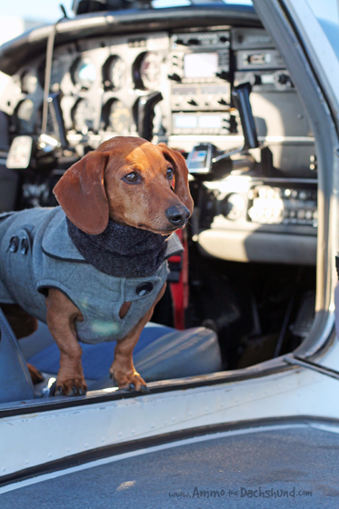 Dachshund Attempts To Fly Plane | Ammo The Dachshund