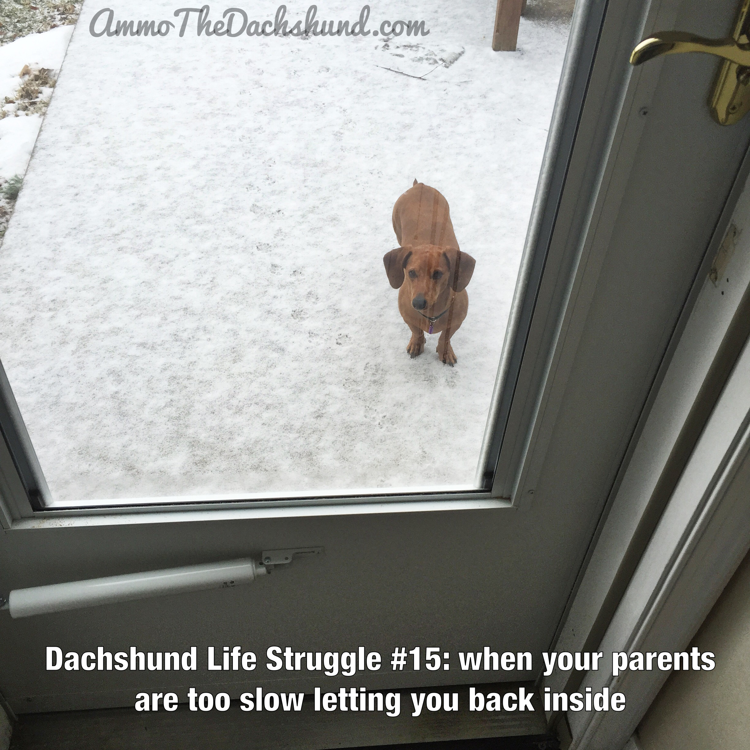 The Dachshund Life Struggle Continues | Ammo The Dachshund