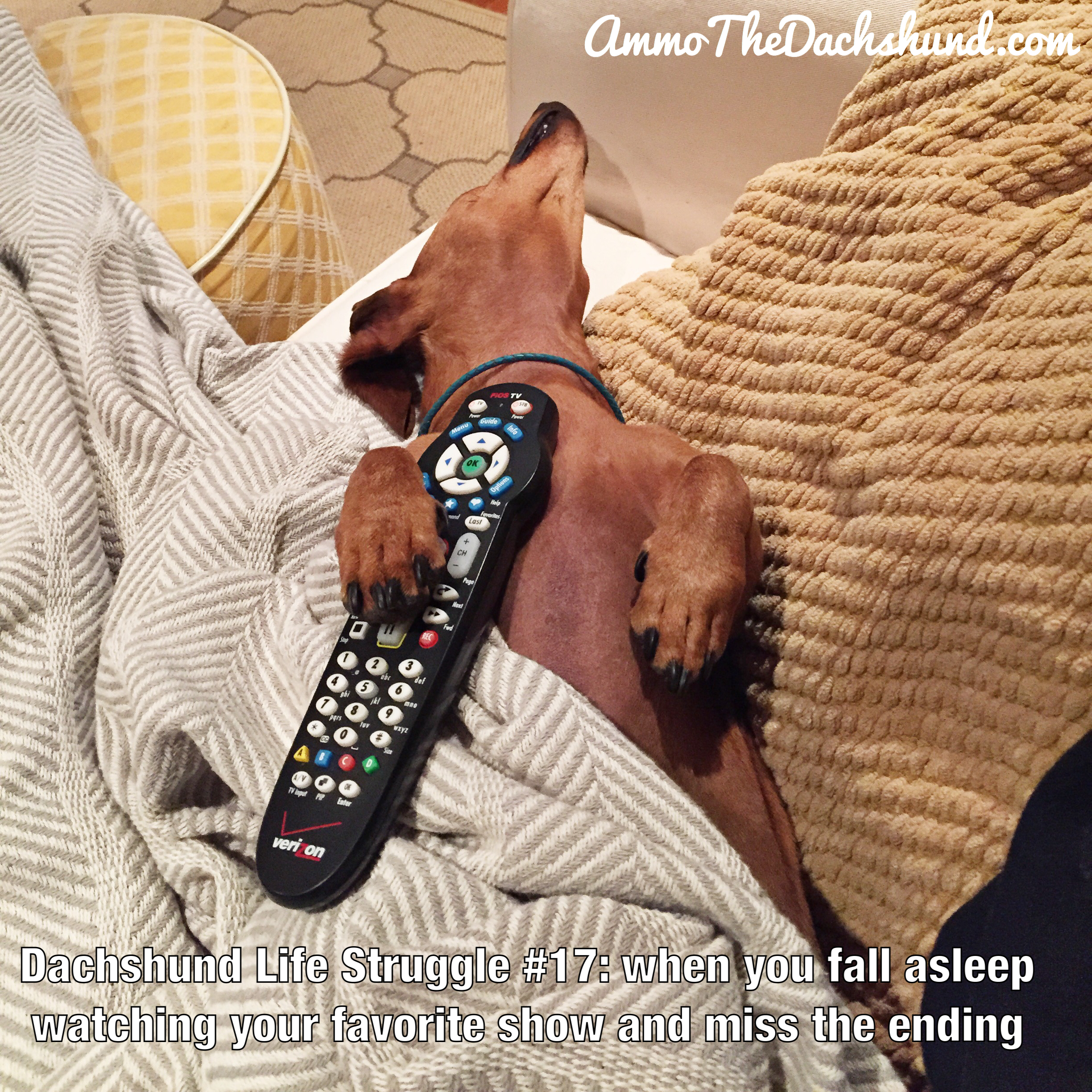 The Dachshund Life Struggle Continues | Ammo The Dachshund