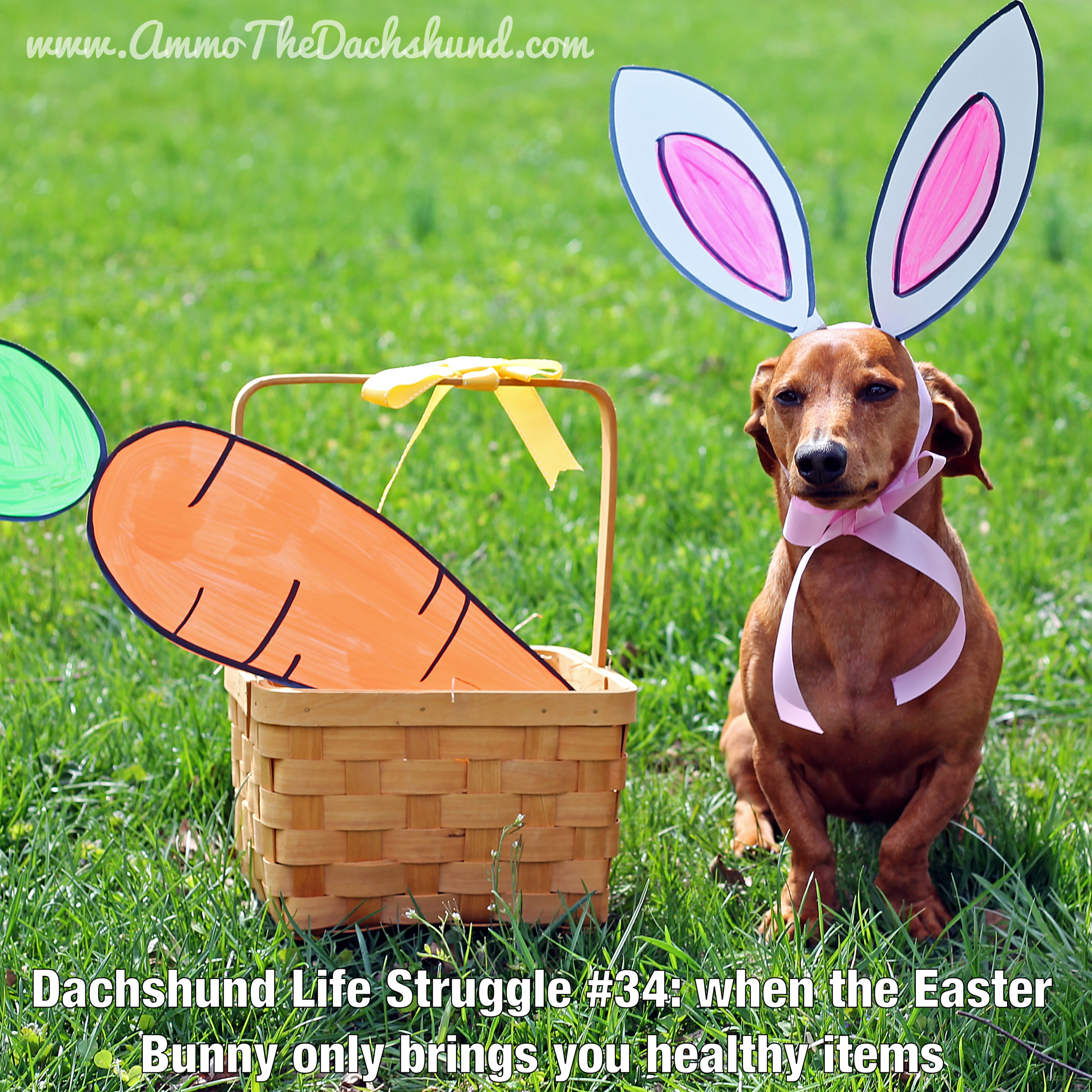 Dachshund Life Struggle Never Ends | Ammo The Dachshund