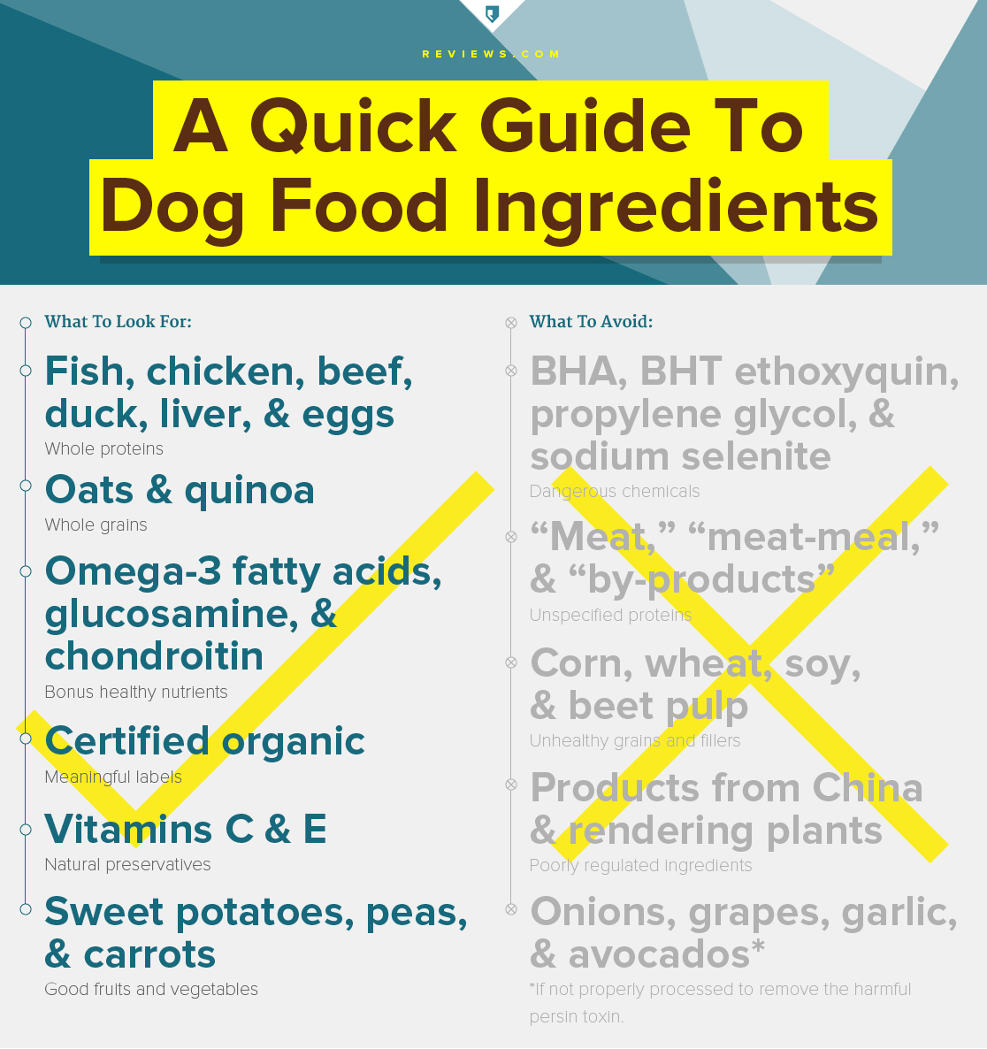 How To Choose The Right Dog Food | Ammo The Dachshund